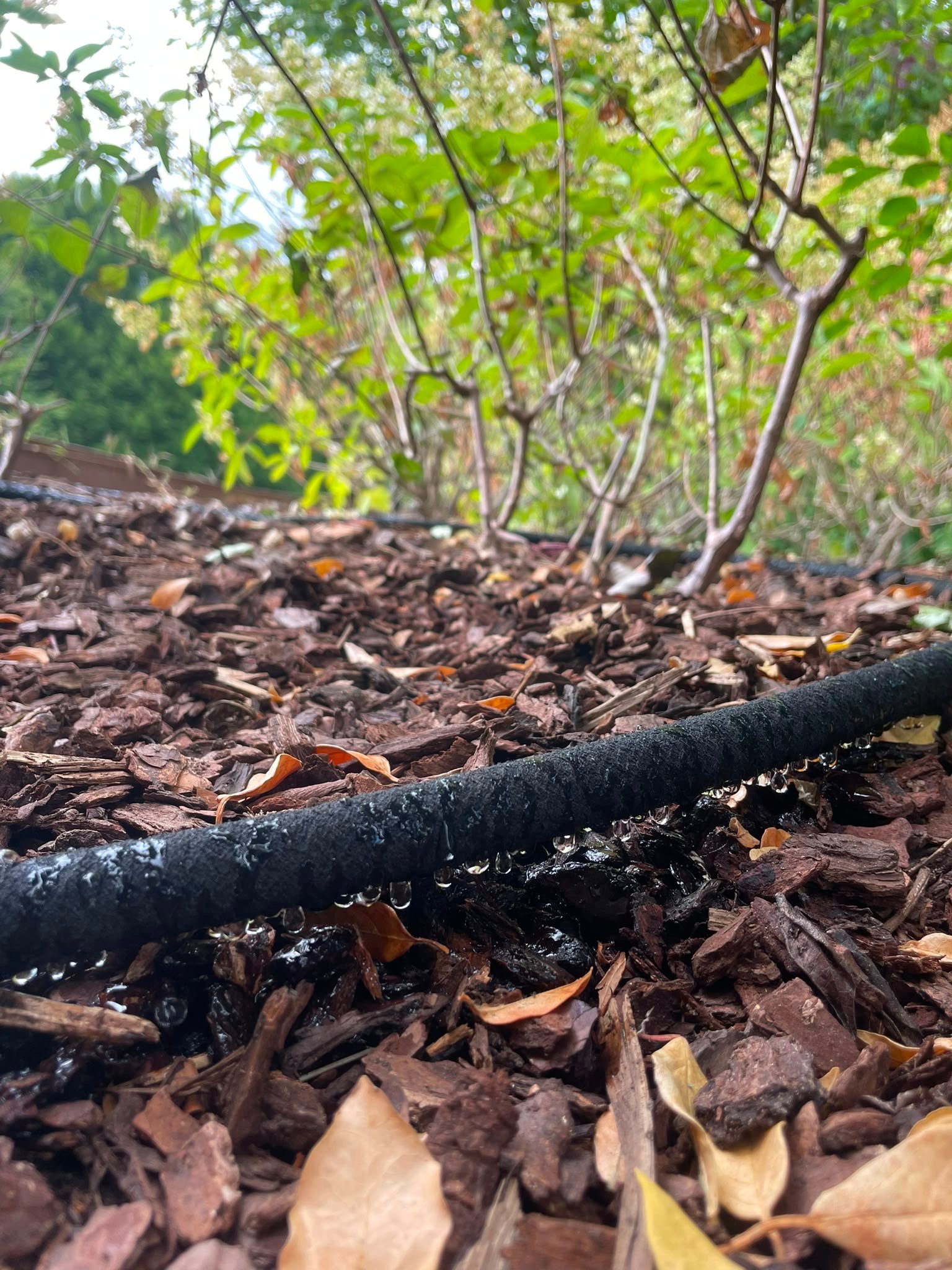 Tuyau goutte-à-goutte installé sous paillage pour l'irrigation du jardin