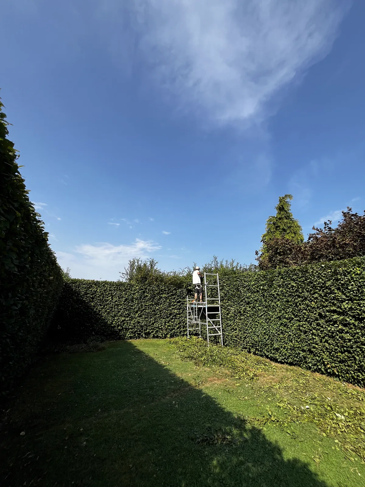 Taille de haies nette et régulière, jardin en Brabant wallon