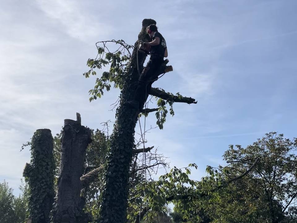 Élagueur-grimpeur de GreenRush au sommet d'un arbre, taille à la tronçonneuse, Brabant wallon